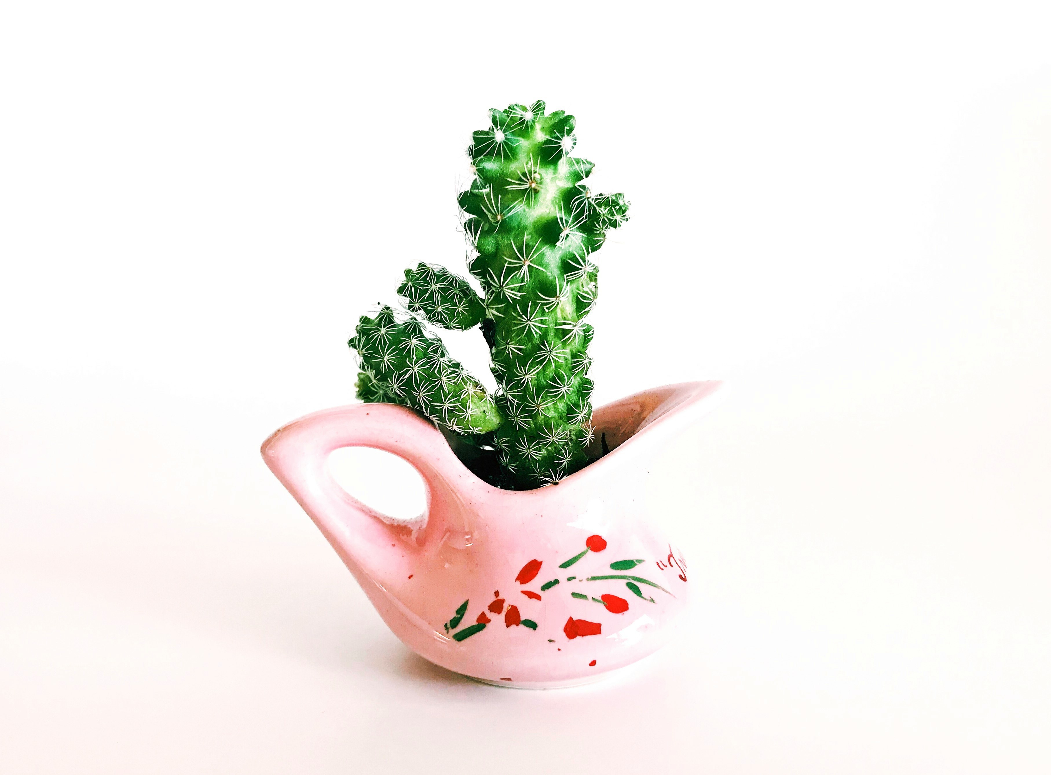 pink ceramic pot with cactus